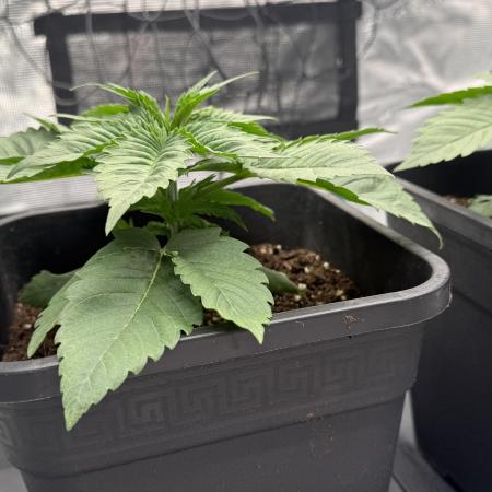 Girl Scoot Cookies as a beginner grower