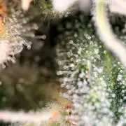 Girl Scoot Cookies as a beginner grower