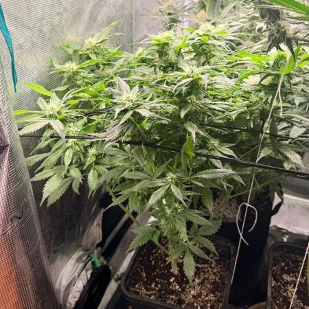 O.G. KUSH // NO VEG