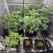Girl Scoot Cookies as a beginner grower