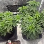 Girl Scoot Cookies as a beginner grower