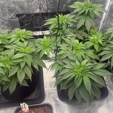 Girl Scoot Cookies as a beginner grower