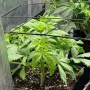 O.G. KUSH // NO VEG