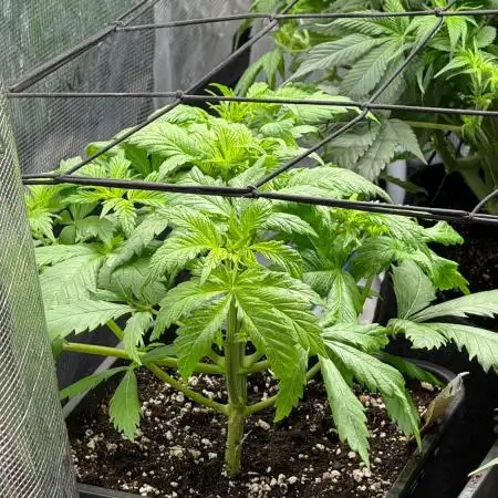O.G. KUSH // NO VEG