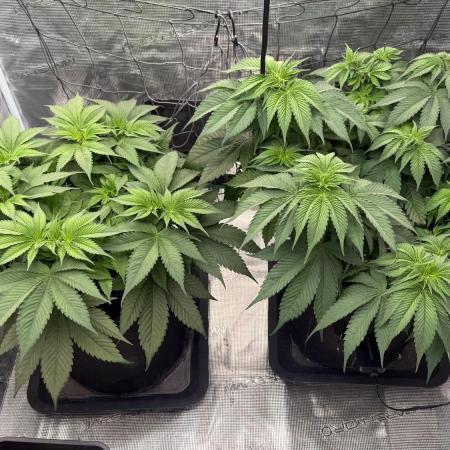 Girl Scoot Cookies as a beginner grower