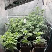 Girl Scoot Cookies as a beginner grower