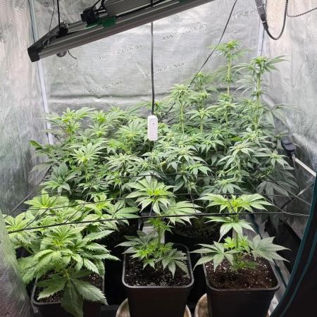 Girl Scoot Cookies as a beginner grower