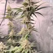 Girl Scoot Cookies as a beginner grower