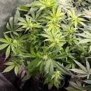 O.G. KUSH // NO VEG