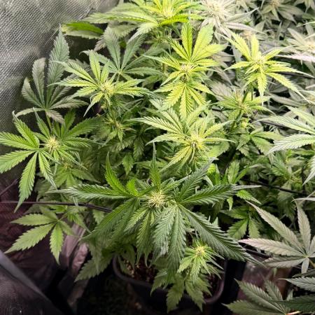 O.G. KUSH // NO VEG
