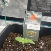 Girl Scoot Cookies as a beginner grower