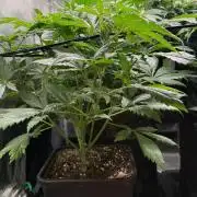 O.G. KUSH // NO VEG