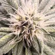Girl Scoot Cookies as a beginner grower