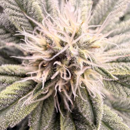 Girl Scoot Cookies as a beginner grower