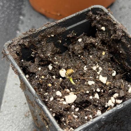Girl Scoot Cookies as a beginner grower