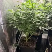 O.G. KUSH // NO VEG