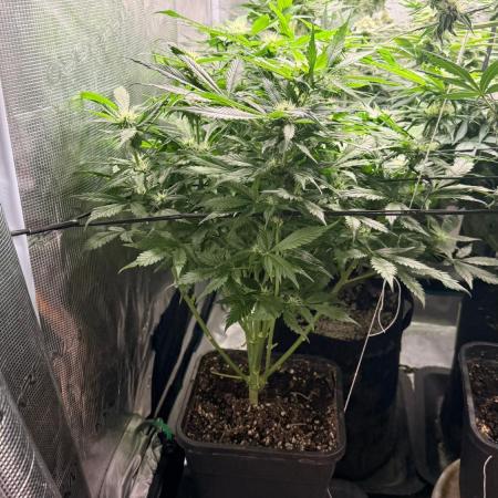 O.G. KUSH // NO VEG