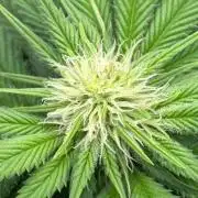 Girl Scoot Cookies as a beginner grower