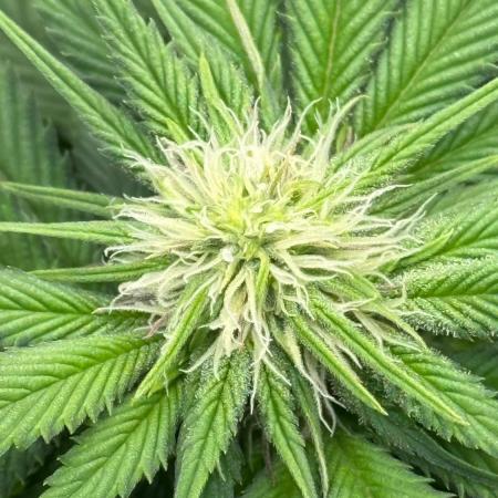 Girl Scoot Cookies as a beginner grower
