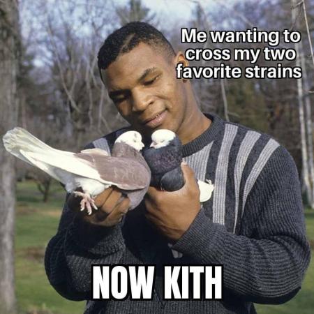 Memes