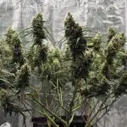 Northern lights auto day 1.25