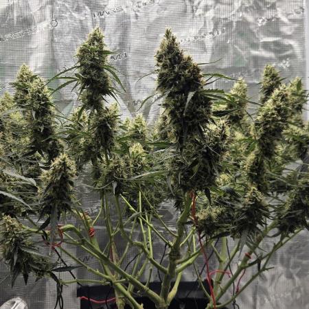 Northern lights auto day 1.25