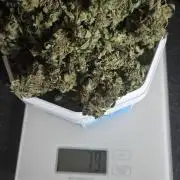 Purple Haze autoflower OSS