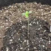 OG kush