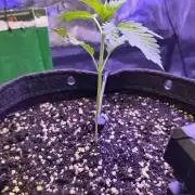 OG kush
