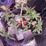 Northern lights auto day 1.25