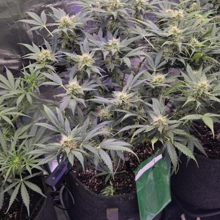 Purple Haze autoflower OSS