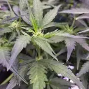 purple haze auto