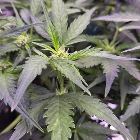 purple haze auto