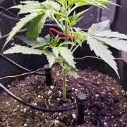 Northern lights auto day 1.25