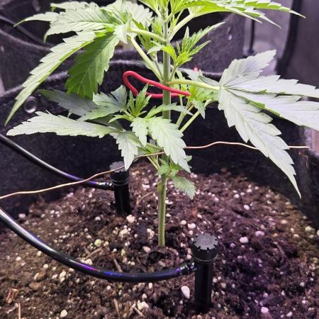 Northern lights auto day 1.25