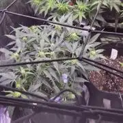 Purple Haze autoflower OSS