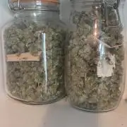 Northern lights auto day 1.25