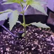 Northern lights auto