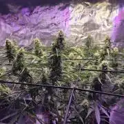 Northern lights auto day 1.25