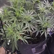 Northern lights auto day 1.25
