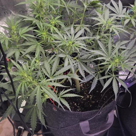 Northern lights auto day 1.25
