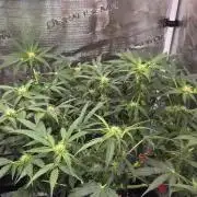 Purple Haze autoflower OSS