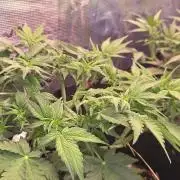 purple haze auto