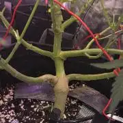 Northern lights auto day 1.25