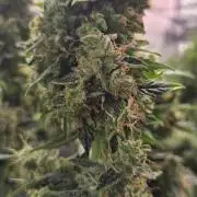 Purple Haze autoflower OSS