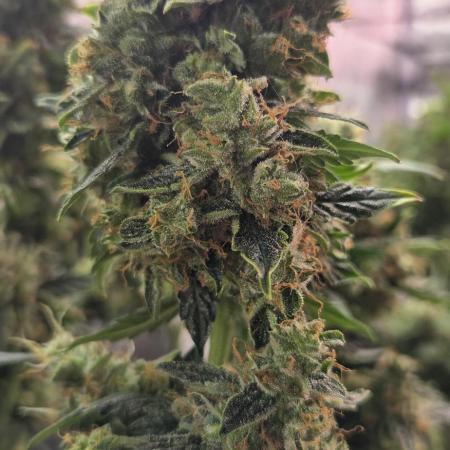 Purple Haze autoflower OSS