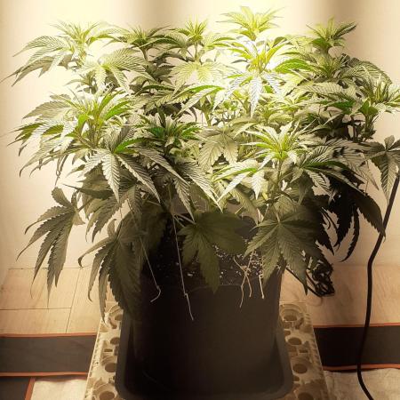 Glookies - Barney's Farm