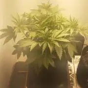 Glookies - Barney's Farm