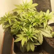 Glookies - Barney's Farm