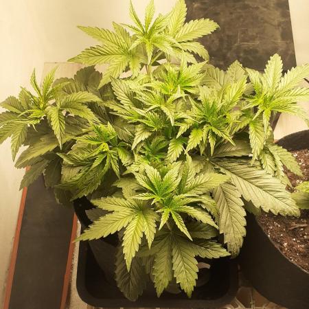 Glookies - Barney's Farm